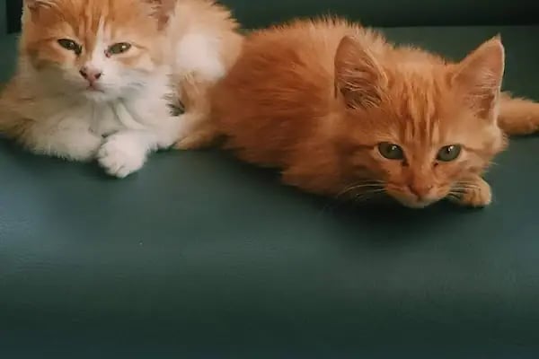 HD pet Veteriner Kliniği - Resim 7