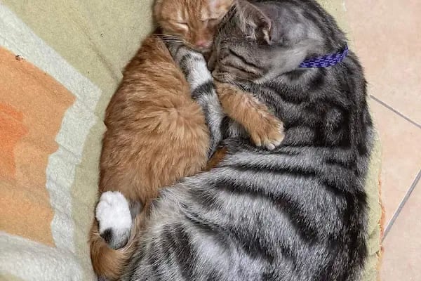 HD pet Veteriner Kliniği - Resim 9