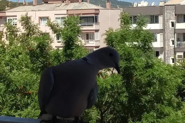 Yurtiçi Kargo Aliağa - Resim 4