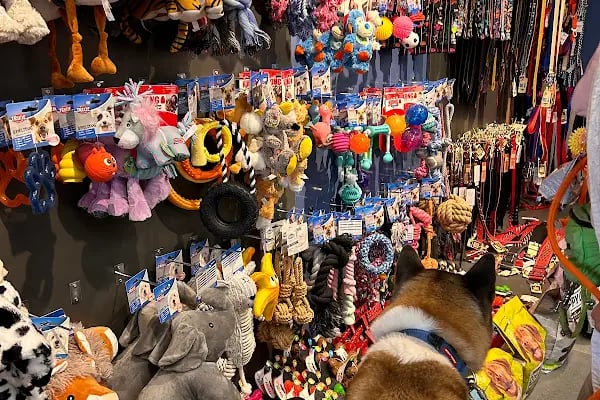PetButik35 Petshop - Resim 11
