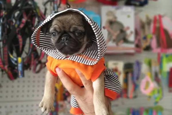 mini patiler petshop - Resim 9