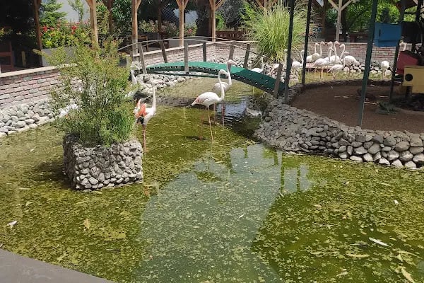 Flamingo Park - Resim 19
