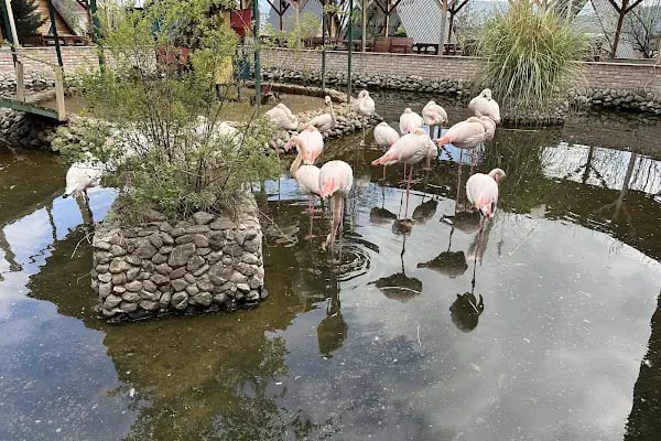 Flamingo Park - Resim 7