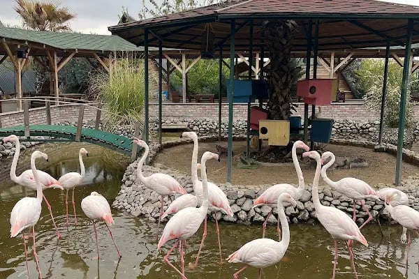 Flamingo Park - Resim 4