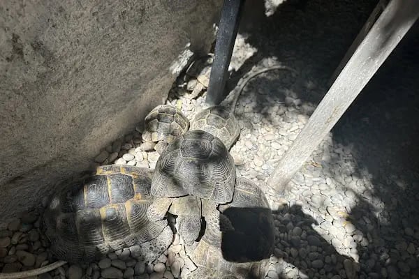 Mersin Peethoven Veteriner Kliniği - Resim 9
