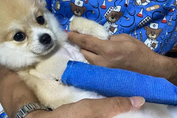 Mersin Peethoven Veteriner Kliniği - Resim 8