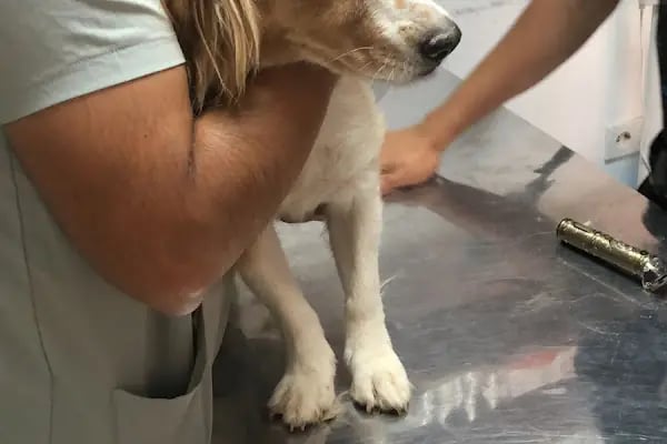 Mersin Peethoven Veteriner Kliniği - Resim 11
