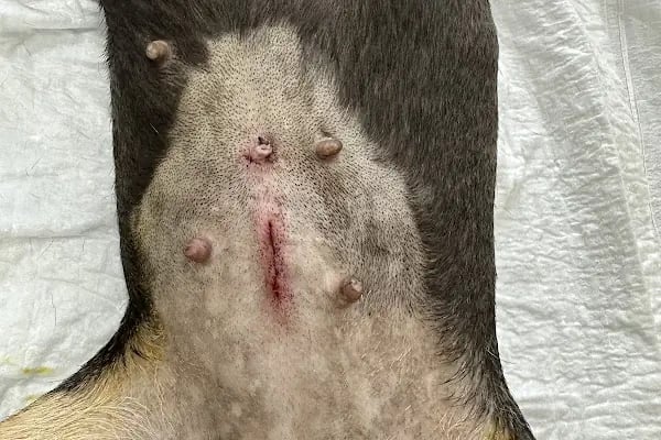 Mersin Peethoven Veteriner Kliniği - Resim 13