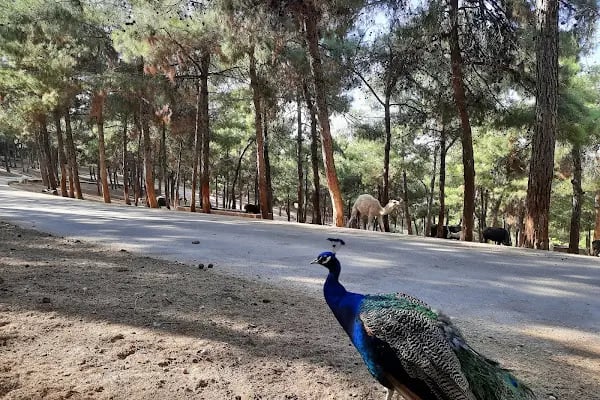 Gaziantep Büyükşehir Belediyesi Hayvanat Bahçesi - Resim 12