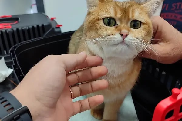 AKKONAK Veteriner Kliniği - Resim 20