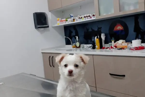AKKONAK Veteriner Kliniği - Resim 12