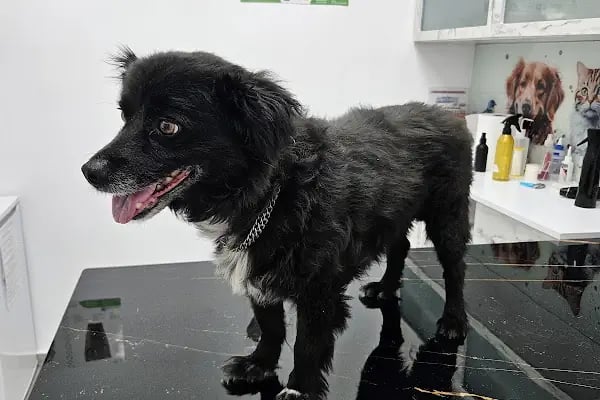 AKKONAK Veteriner Kliniği - Resim 4