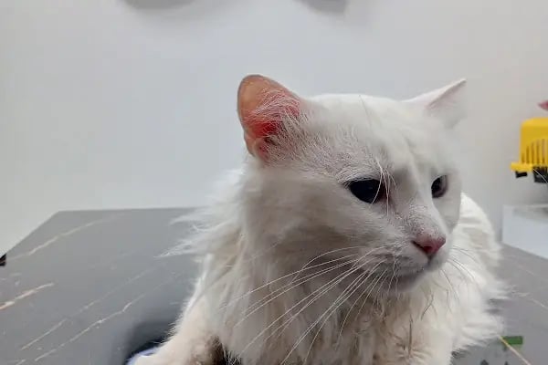 AKKONAK Veteriner Kliniği - Resim 9