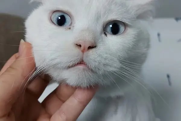 Petra Veteriner Kliniği - Resim 4