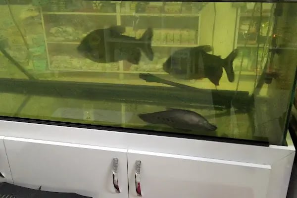 74 bilgin petshop - Resim 14
