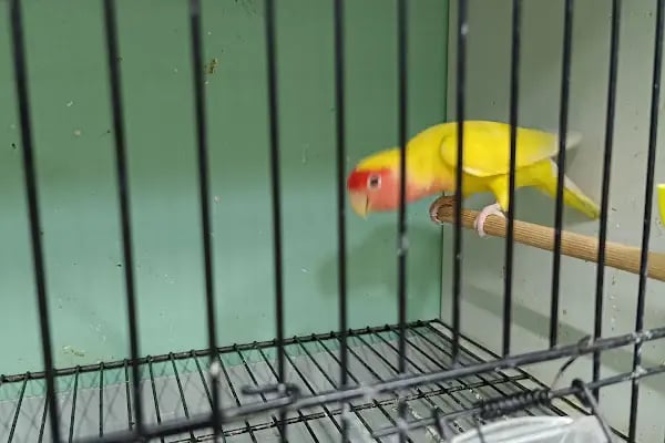 74 bilgin petshop - Resim 15