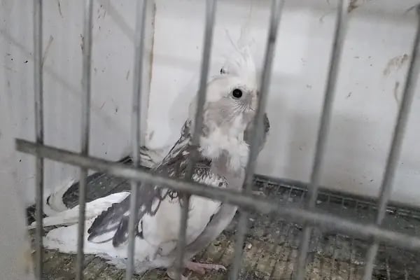 74 bilgin petshop - Resim 8