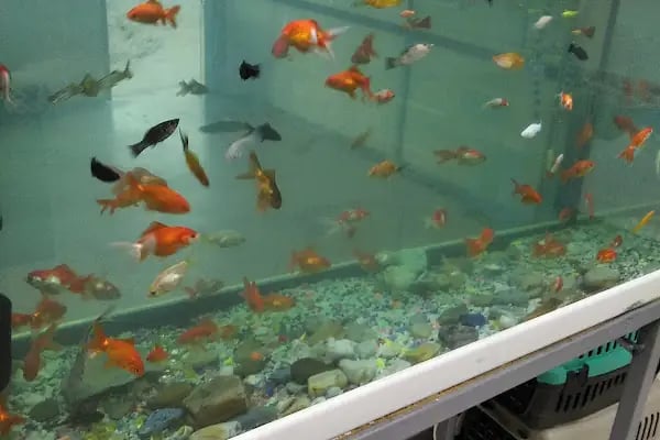 74 bilgin petshop - Resim 2