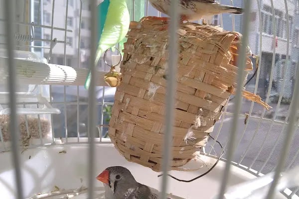 74 bilgin petshop - Resim 5