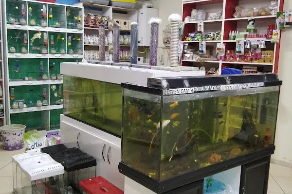 74 bilgin petshop - Resim 11