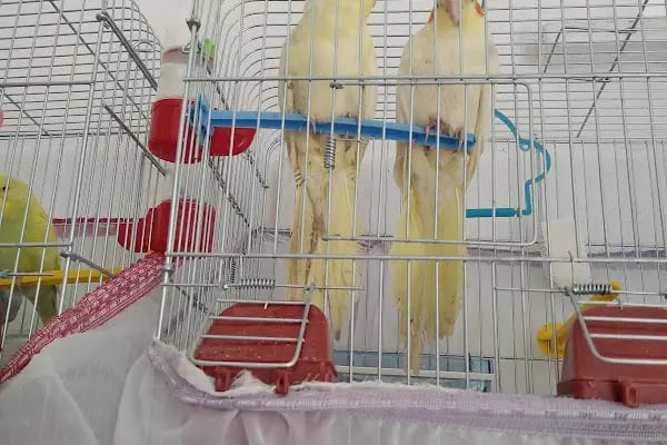 74 bilgin petshop - Resim 6