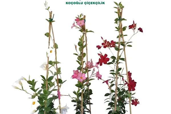 Koçoğlu Çiçekçilik - Resim 5