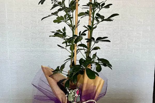 Zara Flowers Üçevler Bursa - Resim 6