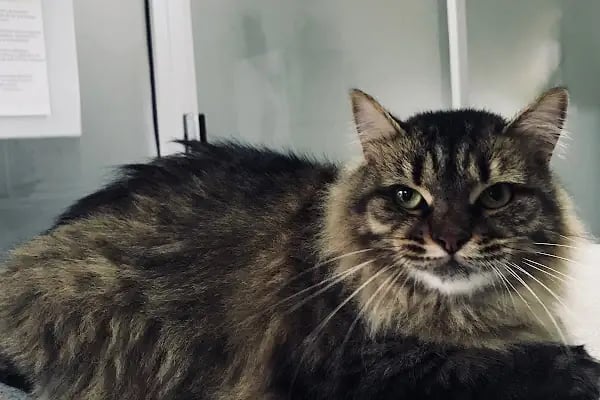 Vet- İzmir Veteriner Kliniği - Resim 12