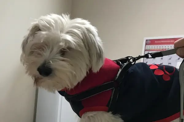 Vet- İzmir Veteriner Kliniği - Resim 15