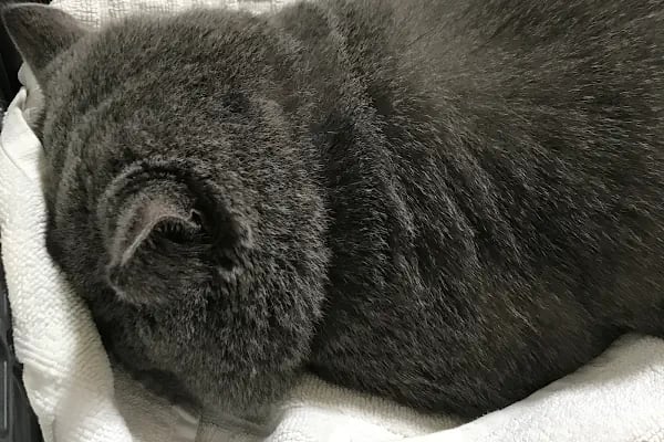 Vet- İzmir Veteriner Kliniği - Resim 17