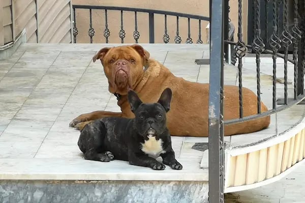 Vet- İzmir Veteriner Kliniği - Resim 18