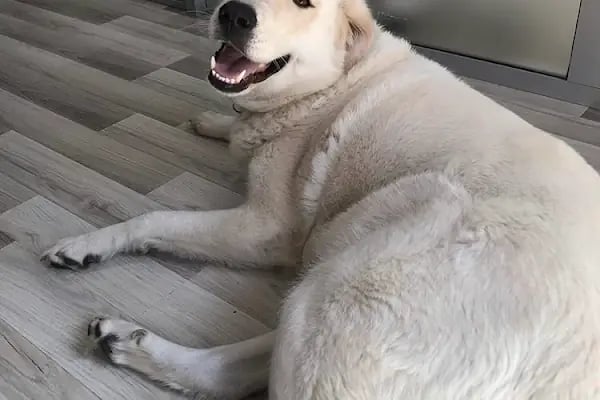 Vet- İzmir Veteriner Kliniği - Resim 11