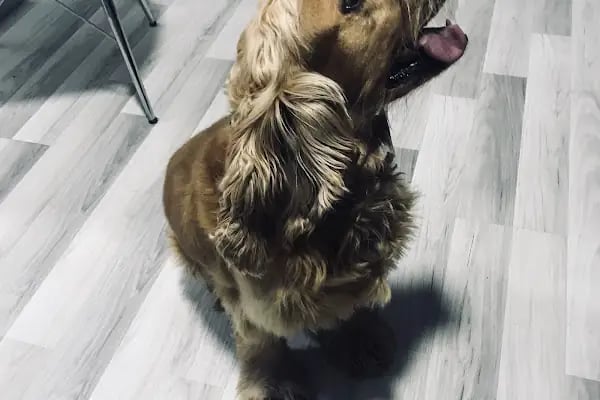 Vet- İzmir Veteriner Kliniği - Resim 7
