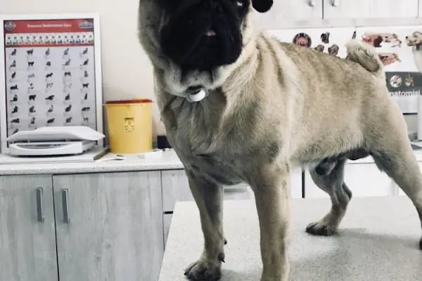 Vet- İzmir Veteriner Kliniği - Resim 10