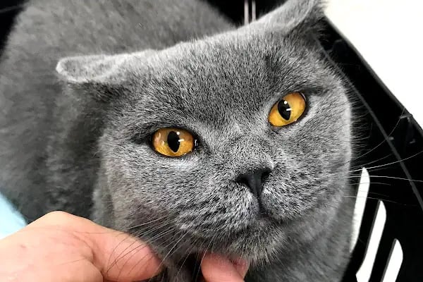 Vet- İzmir Veteriner Kliniği - Resim 5