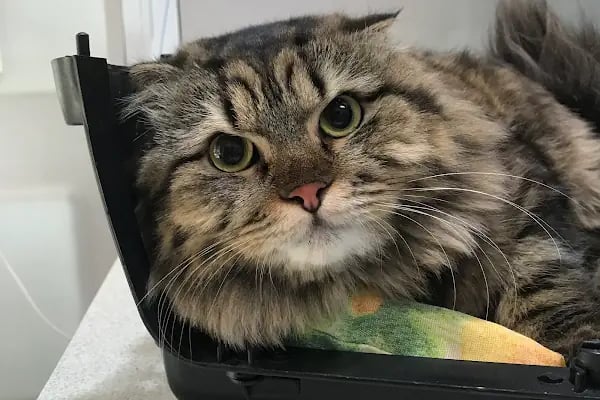 Vet- İzmir Veteriner Kliniği - Resim 2