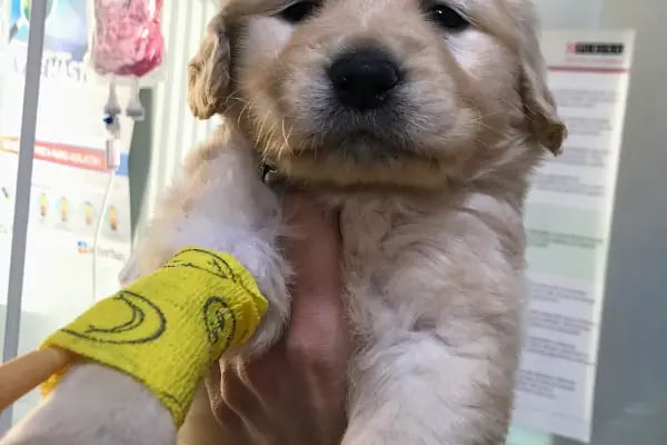 Vet- İzmir Veteriner Kliniği - Resim 9