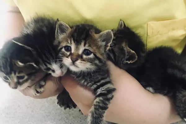 Vet- İzmir Veteriner Kliniği - Resim 16
