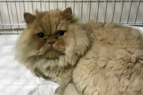Vet- İzmir Veteriner Kliniği - Resim 8
