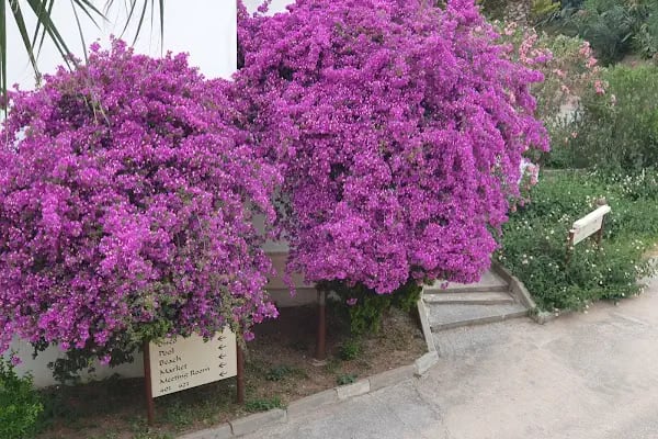 Verde Bodrum Holıday Vıllage - Resim 11
