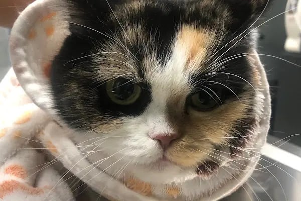 MONA Veteriner Kliniği - Resim 3