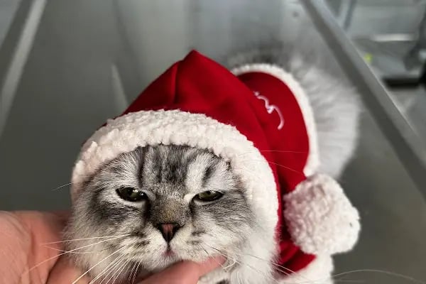 MONA Veteriner Kliniği - Resim 16