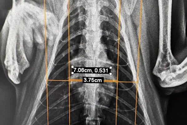 MONA Veteriner Kliniği - Resim 12