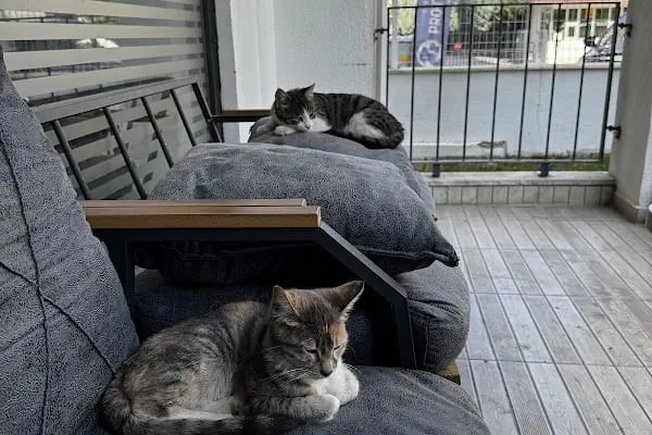 MONA Veteriner Kliniği - Resim 17