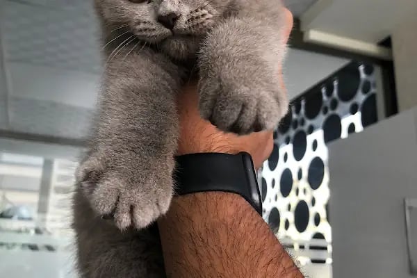 MONA Veteriner Kliniği - Resim 2