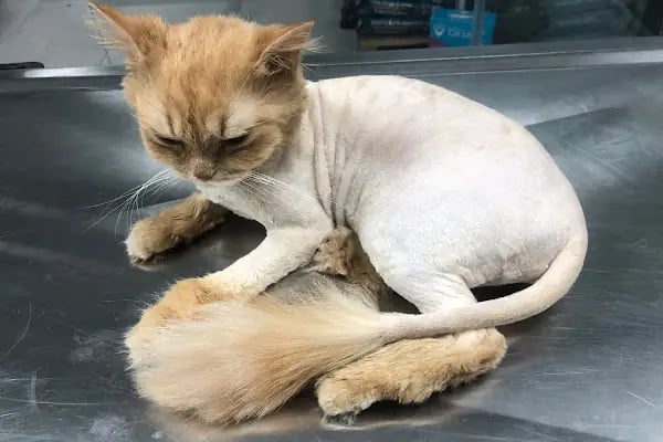 MONA Veteriner Kliniği - Resim 18