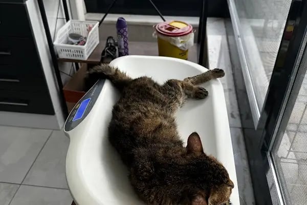 MONA Veteriner Kliniği - Resim 4