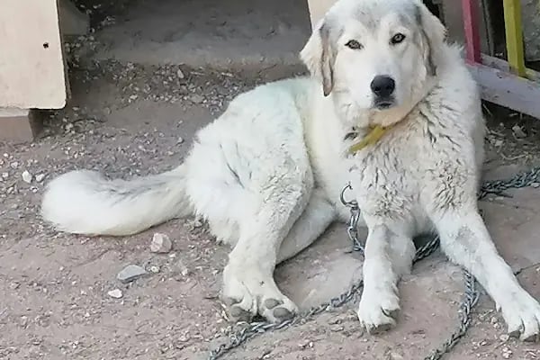 Buca Vox Veteriner Kliniği - Resim 6