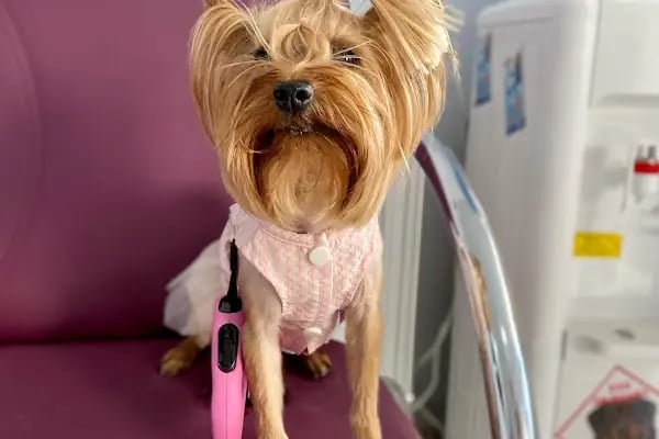 Vet Time Veteriner Kliniği - Resim 18