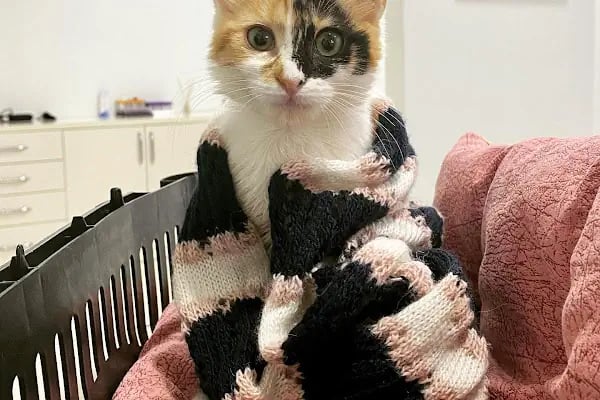 Vet Time Veteriner Kliniği - Resim 3